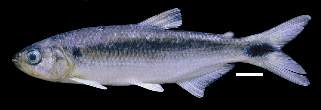 Complete mitochondrial genome of the endangered species Brycon nattereri (Characiformes, Characidae)