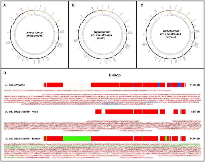 The Complete Mitochondrial Genome of Two Armored Catfish Populations of the Genus Hypostomus (Siluriformes, Loricariidae, Hypostominae)